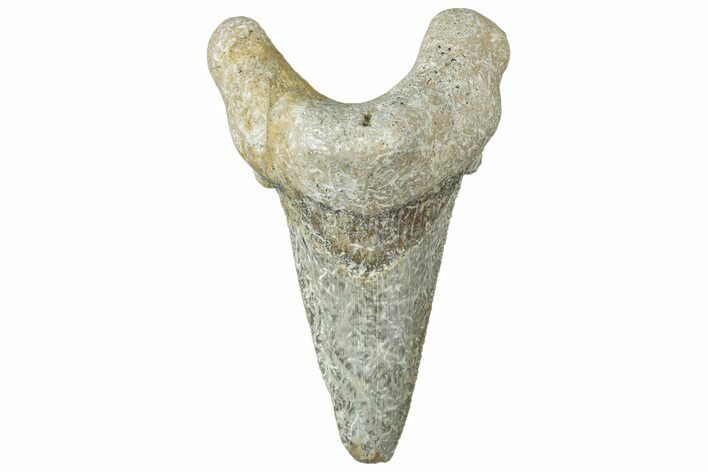 Serrated Sokolovi (Auriculatus) Shark Tooth - Dakhla, Morocco #312640
